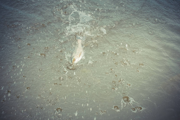 Forel vissen op het meer - Foto, afbeelding