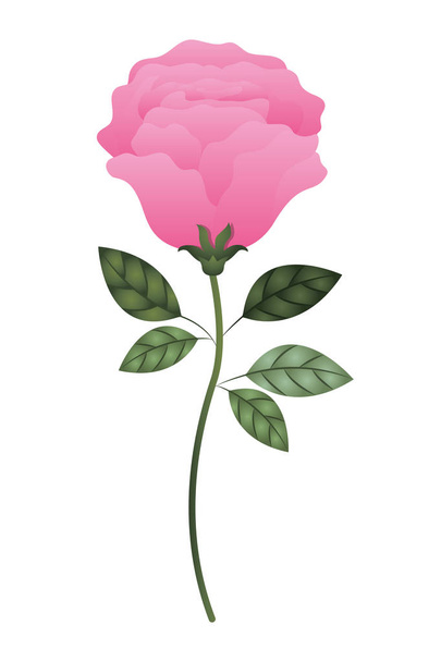 beautiful rose with leafs isolated icon - Vector, Image