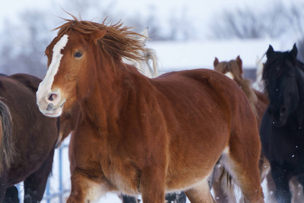 άλογα τρεξίματος το χειμώνα - Φωτογραφία, εικόνα
