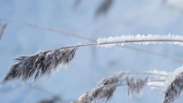 Κλίση μέχρι βολή με steadycam - πάγωμα Reed που καλύπτονται με χιόνι στο πεδίο. Φύση χειμώνα. 4k. - Πλάνα, βίντεο