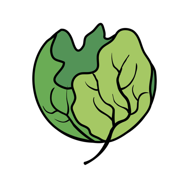 lechuga fresca icono vegetal
 - Vector, Imagen