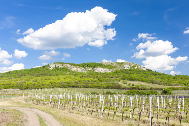 winnice, region Znojemski, czeskich winnic w regionie Palava, Moraw, Czech Republicrepublic - Zdjęcie, obraz