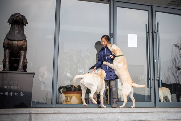 A guide dog kisses a little girl on the training base of Chinese guide dog trainer Wang Xin, who graduated with a doctorate in psychology from a university in Japan, in Dalian city, northeast China's Liaoning province, 13 January 2019 - Φωτογραφία, εικόνα
