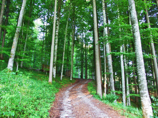 Árvores e florestas mistas nas encostas entre a cordilheira Churfirsten e o vale Thurtal - Cantão de St. Gallen, Suíça
 - Foto, Imagem