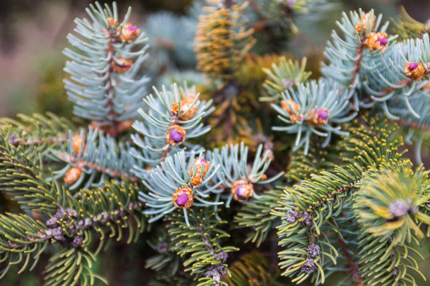 Evergreen takken van de Colorado blauwe sparren met jonge roze kegels. - Foto, afbeelding