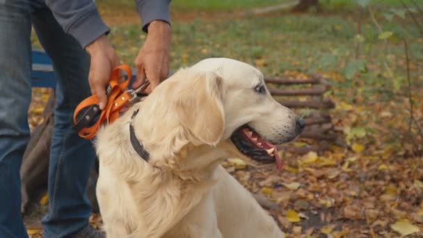 Köpek çiftleşmesi Golden Retriever - Video, Çekim