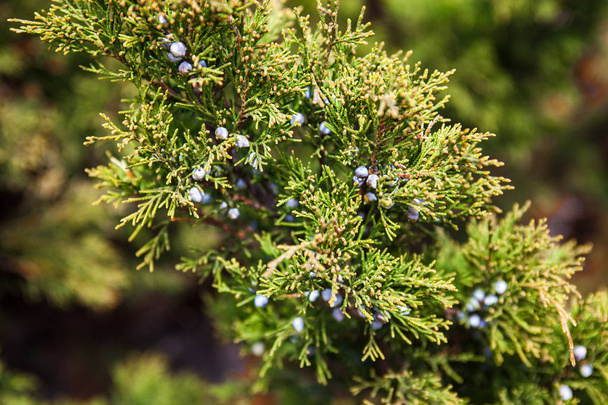Juniper branch with blue female berry-like seed cones - Фото, изображение
