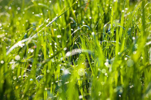 Dew σταγόνες στο πράσινο γρασίδι λάμπει στον ήλιο - Φωτογραφία, εικόνα