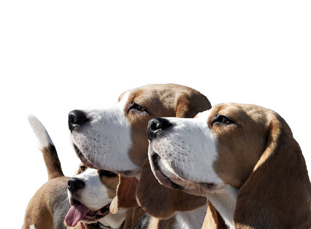 Cane beagle ritratto su sfondo bianco
 - Foto, immagini
