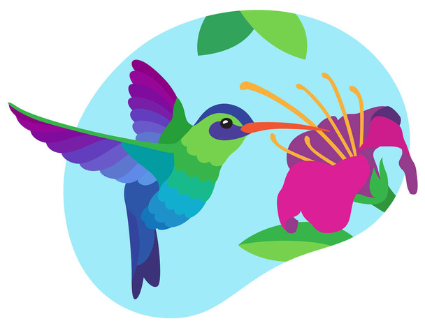 Parlak renkli mavi ve yeşil sinek kuşu nektar mavi gökyüzü arka plan üzerinde büyük pembe tropikal çiçek üzerinden uçuş içecekler - Vektör, Görsel