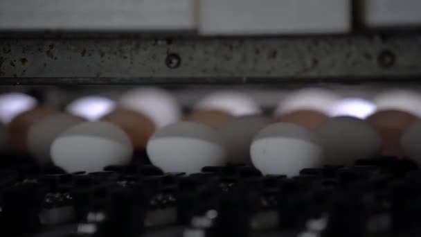 Μηχάνημα διαλογής φρέσκα αυγά. Κοντινό πλάνο. Αργή κίνηση - Πλάνα, βίντεο