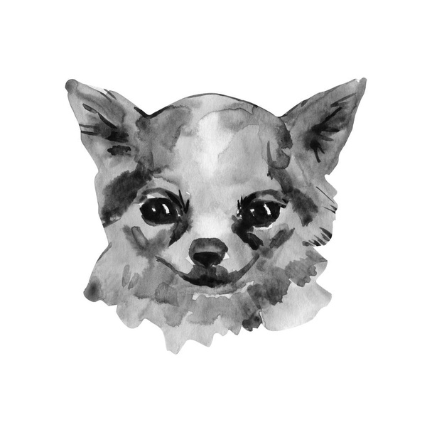 The Chihuahua is popular mini dog. Head of a toy terrier on watercolor background. Watercolor Animal collection: Dogs. Cute realistic puppy Portrait - Hand Painted Illustration of Pet. Design template - Fotografie, Obrázek