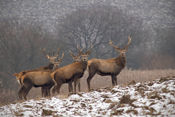 Kızıl geyik geyik boynuzları ile kışın sürüsü - Fotoğraf, Görsel