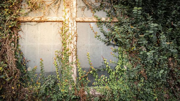 Climbing plant, green ivy or vine plant growing on antique wall and window of abandoned house. Retro style background - Photo, Image