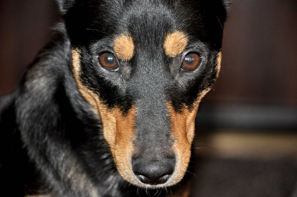 Retrato de hermosa linda mascota perro negro y marrón amigo con ojos fieles inteligentes mirando hacia el interior, imagen horizontal
 - Foto, imagen
