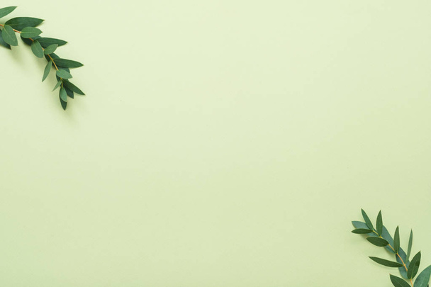 bay leaf branch plant decor olive background - Foto, Bild