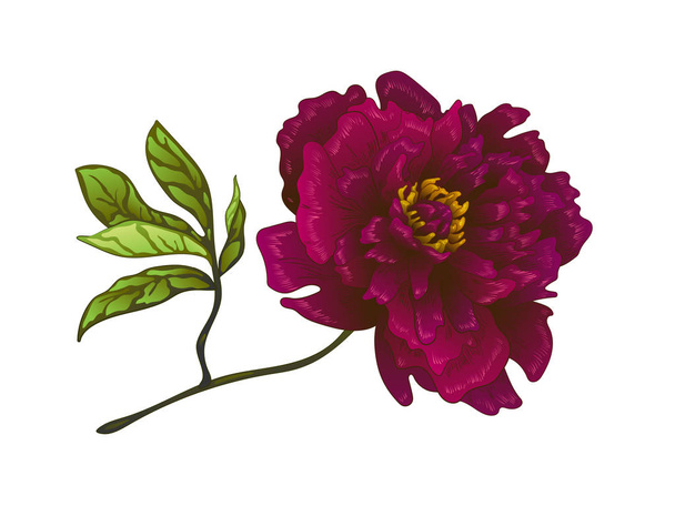 Vector Burgundy peony floral botanical flower. Engraved ink art. Isolated peonies illustration element. - Wektor, obraz