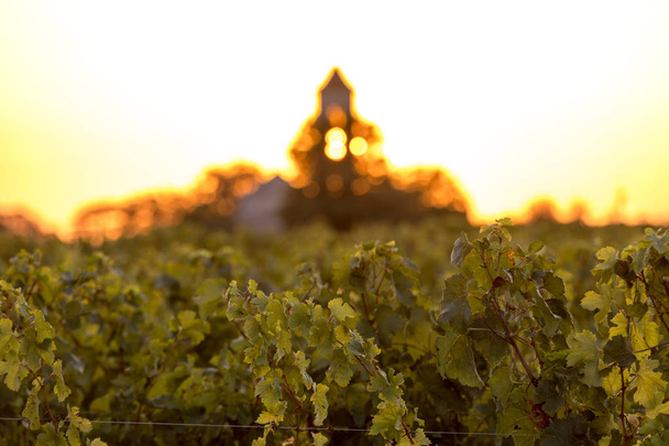 Puesta de sol sobre los viñedos de Montagne cerca de Saint Emilion. Gironda, Aquitania. Francia - Foto, Imagen