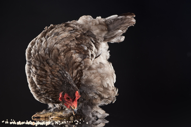 ruskea maatila kana syö hirssi musta
 - Valokuva, kuva