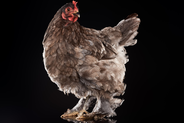 pollo de granja con plumas marrones aisladas en negro
 - Foto, Imagen