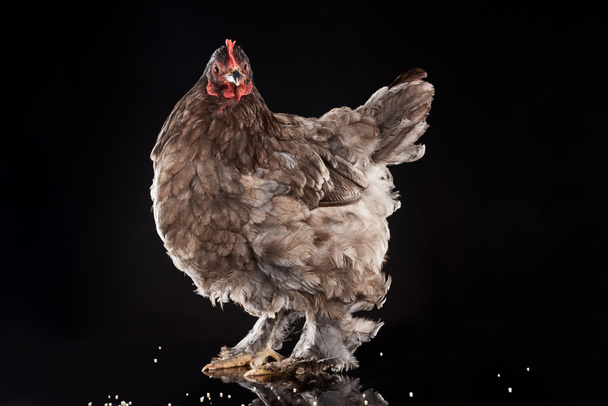 pollo de granja marrón con mijo en negro
 - Foto, Imagen