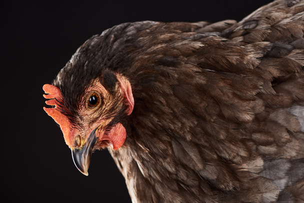 primer plano de gallina marrón aislado en negro
 - Foto, Imagen