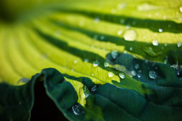 Close up of the green leaf with dew drops. - Zdjęcie, obraz