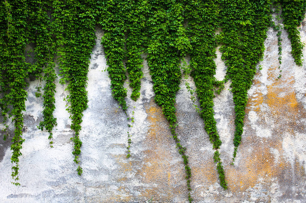 Yeşil sarmaşıklı eski beton duvar - Fotoğraf, Görsel