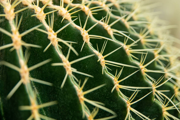 Cactus Family, close-up barrel cactus. thorn cactus texture background, close up. - 写真・画像