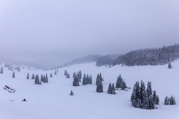 Paysage de montagne avec sapins couverts de neige
 - Photo, image