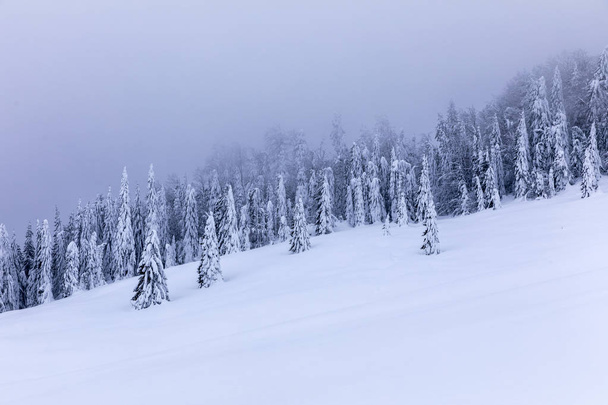 Berglandschap met dennen bedekt met sneeuw - Foto, afbeelding