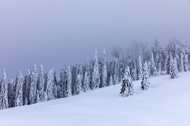 Горный пейзаж с еловыми деревьями, покрытыми снегом
 - Фото, изображение