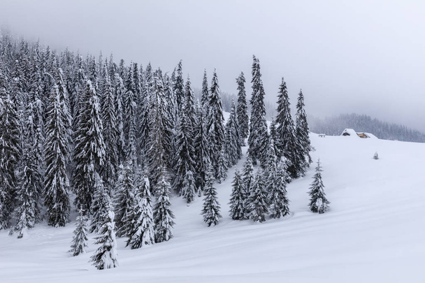Berglandschaft mit schneebedeckten Tannen - Foto, Bild