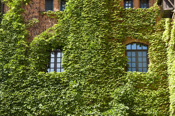 Providing greenery. Old house exterior with creeper or climber. Vines growing on stone wall in summer. Architecture and nature. House building covered with ivy. Green ivy plant climbing brick wall. - Фото, зображення