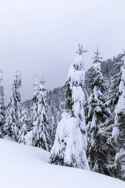 Paisagem montanhosa com abetos cobertos de neve
 - Foto, Imagem