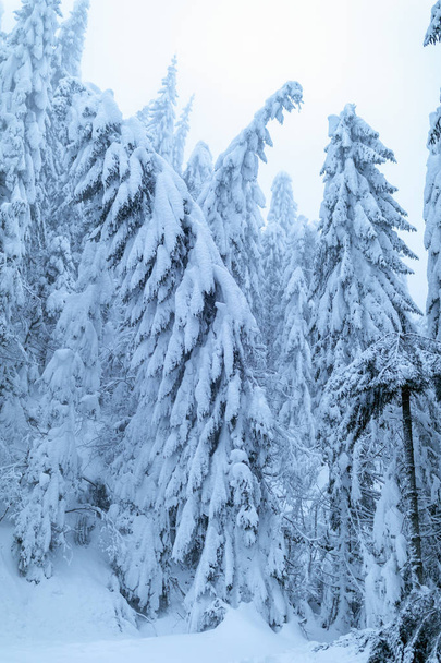 Mountain landscape with fir trees covered in snow - Fotó, kép