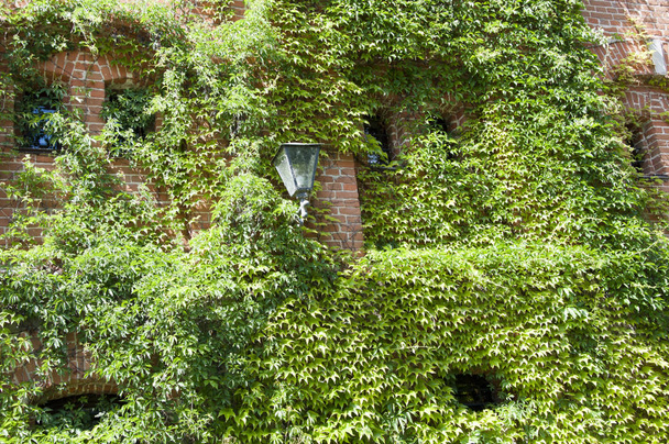 環境配慮型ライフ スタイル。ツルの夏に石垣に成長します。クリーパーや登山家と古い家の外観。建築と自然。ビルは蔦で覆われています。レンガの壁をクライミングの緑のキヅタの植物. - 写真・画像