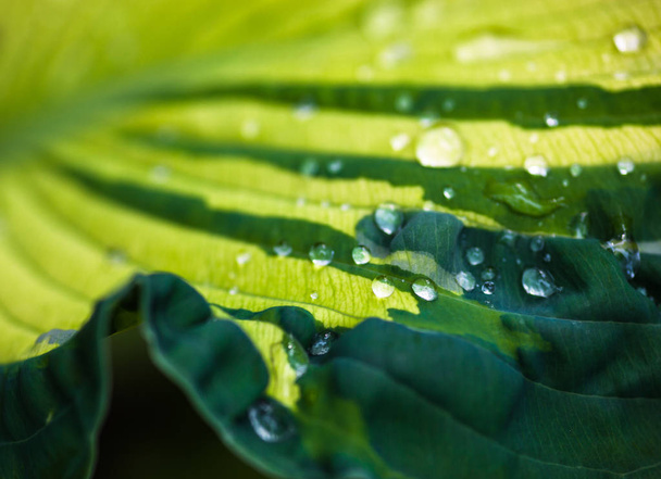 Close up of the green leaf with dew drops. - Foto, Bild