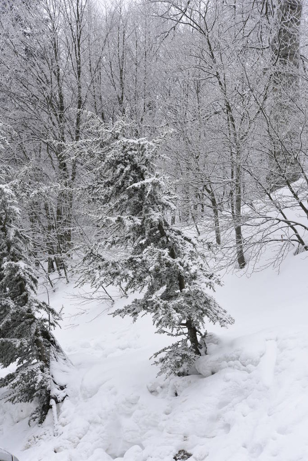 сніговий пейзаж на горі
 - Фото, зображення