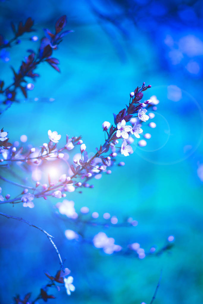 Fresh blooming wild cherry, sakura on a blue blurred background - magical spring. - Photo, Image