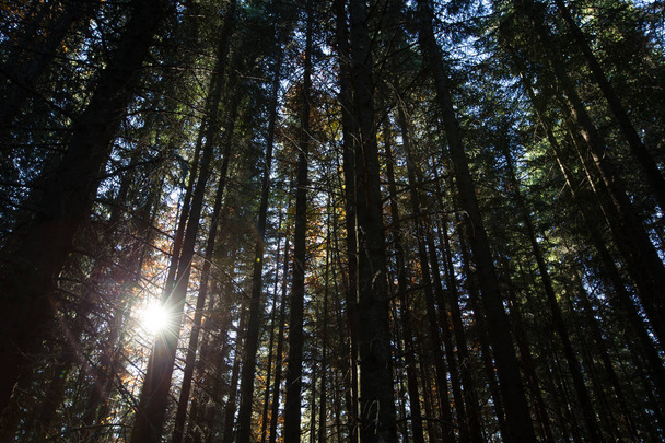 Farklı ağaçları olan güzel bir yaz ormanı - Fotoğraf, Görsel