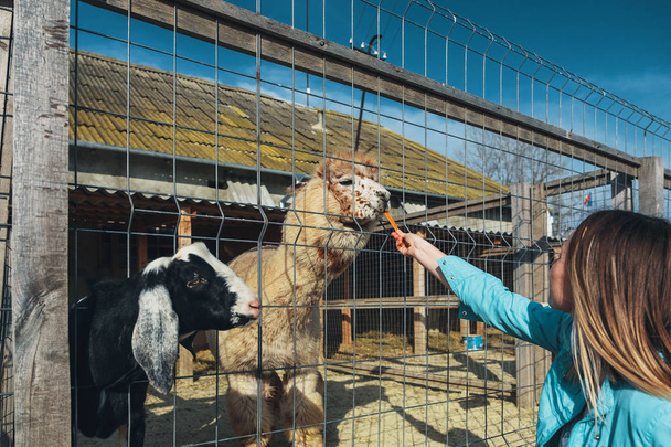 Preety woman feding lama in the zoo - Photo, Image