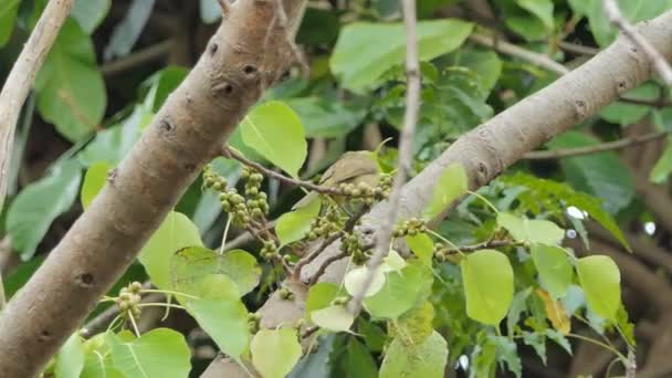 Pruh ušatý Bulbul pták (Pycnonotus blanfordi) na větvi v tropickém deštném pralese - Záběry, video
