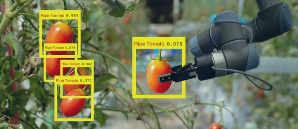 розумний робот у сільському господарстві футуристична концепція, робототехнічні фермери (автоматизація) повинні бути запрограмовані для роботи, щоб збирати овочі та фрукти, використовуючи глибоке навчання та технологію розпізнавання об'єктів
 - Фото, зображення