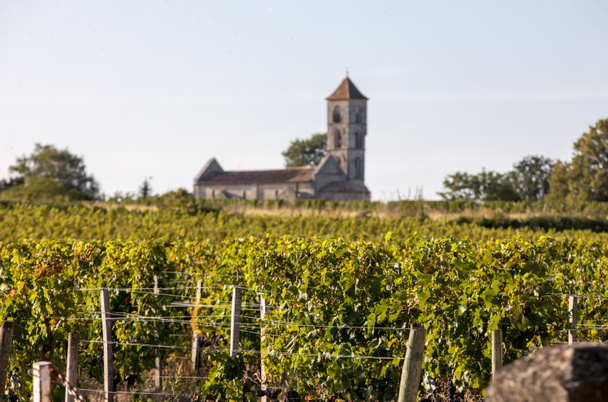 Uvas rojas maduras Merlot en hileras de vides en un viñedo antes de la vendimia en Montagne. Región de Saint Emilion. Francia
 - Foto, Imagen