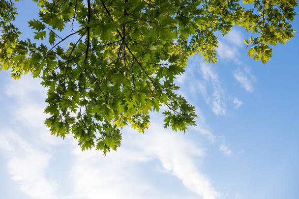 Zöld ágak a tölgyfa ellen a kék felhős ég háttér. - Fotó, kép