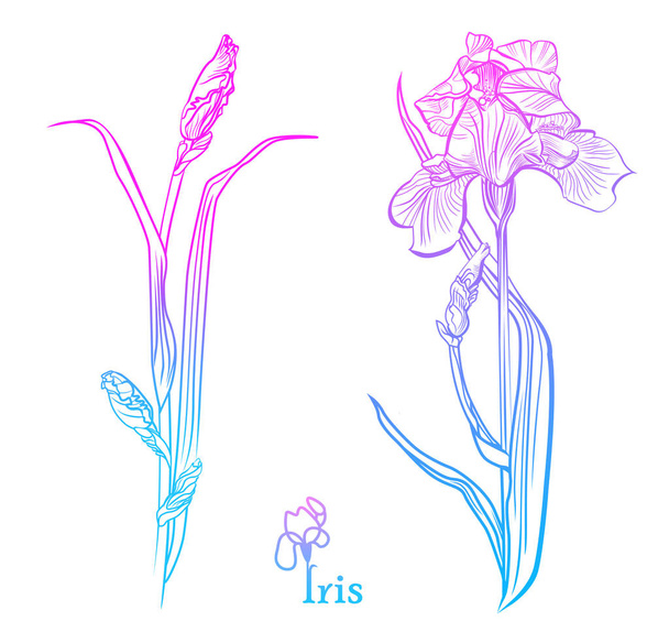 Iris Flowers. Isolated vector illustration.  Color iris flowers sketch.  - Vecteur, image