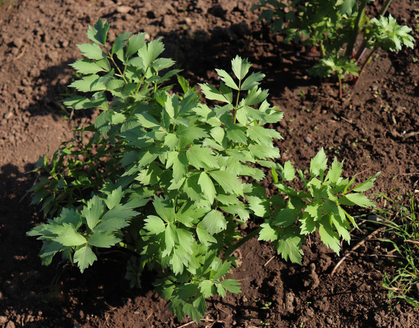 Leaves of fresh Lovage plant growing in the garden. Levisticum officinale is a powerful plant of the Apiaceae family, which is used mainly in gastronomy, medicinal plants, herbs in the nature. - Photo, Image