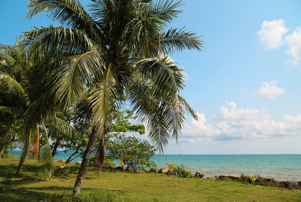 Coconut palms on the Koh Chang island in Thailan - Fotoğraf, Görsel