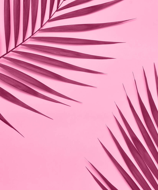 Palm tree on pink background. - Photo, Image